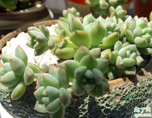 多肉植物8月可以换盆吗 多肉夏季换盆会不会死