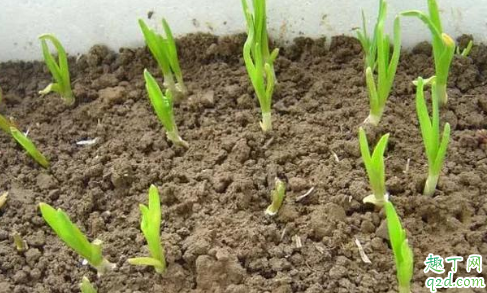 大蒜年前能不能浇水 大蒜年前需要浇几次水