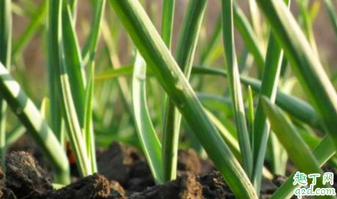 大蒜年前能不能浇水 大蒜年前需要浇几次水
