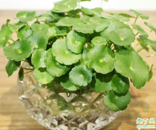 太阳花用水养怎样才不烂 太阳花不服盆怎么办