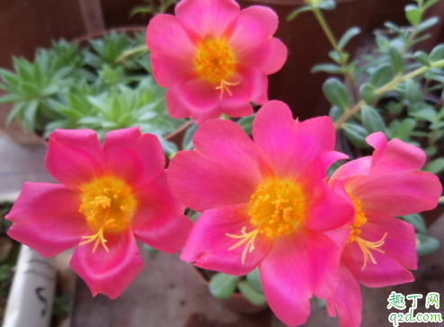 太阳花用水养怎样才不烂 太阳花不服盆怎么办