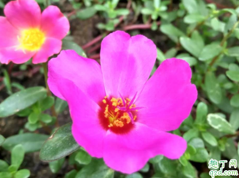 太阳花用水养怎样才不烂 太阳花不服盆怎么办