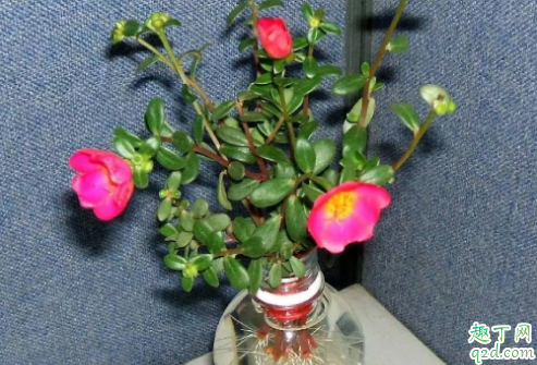 太阳花用水养怎样才不烂 太阳花不服盆怎么办