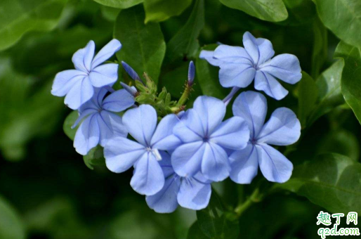 蓝雪花可以在秋天修剪吗 修剪蓝雪花哪些是要注意的