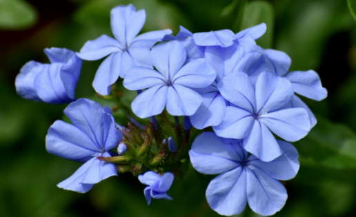 蓝雪花可以在秋天修剪吗 修剪蓝雪花哪些是要注意的