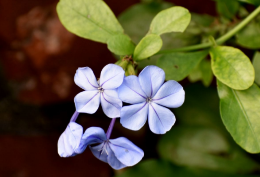 蓝雪花可以在秋天修剪吗 修剪蓝雪花哪些是要注意的