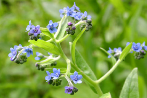 琉璃草对人体危害大不 琉璃草怎样养长得旺盛