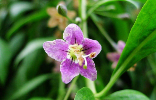 琉璃草对人体危害大不 琉璃草怎样养长得旺盛