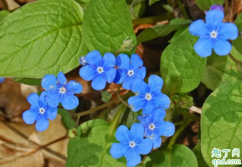 琉璃草对人体危害大不 琉璃草怎样养长得旺盛