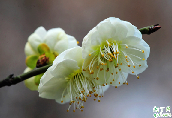 绿梅容易成活吗 绿梅的养殖方法是什么