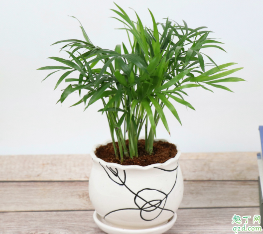 袖珍椰子放卧室好吗 怎样养袖珍椰子长的大