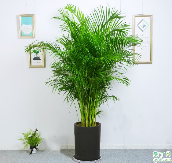 袖珍椰子放卧室好吗 怎样养袖珍椰子长的大