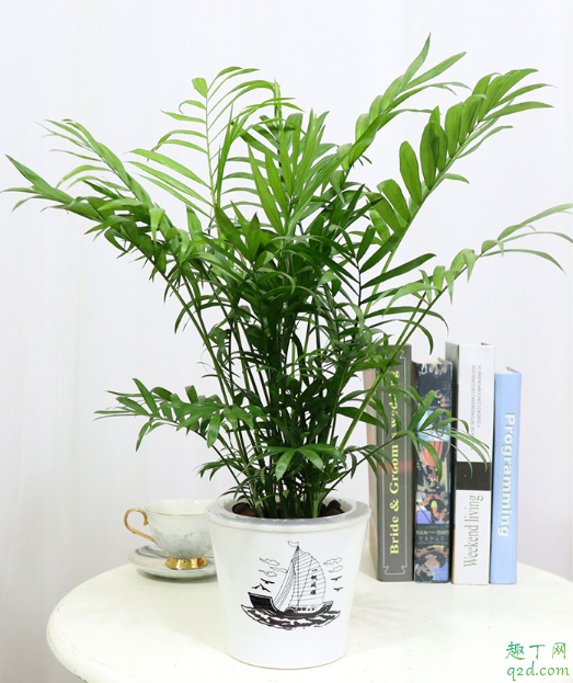 袖珍椰子放卧室好吗 怎样养袖珍椰子长的大