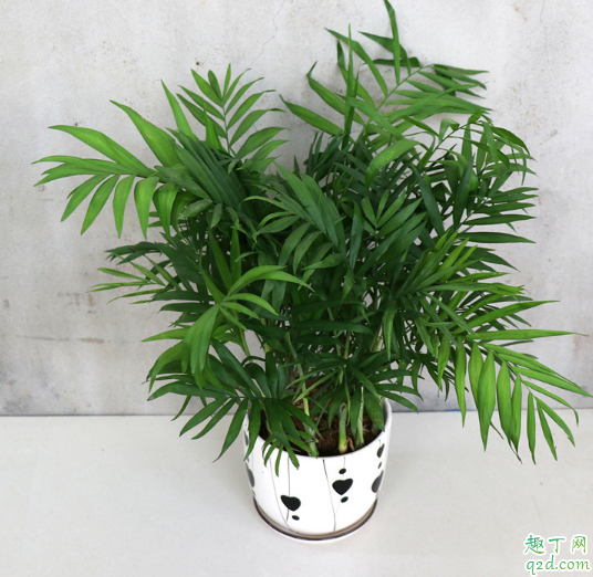 袖珍椰子好养不 养袖珍椰子需注意什么