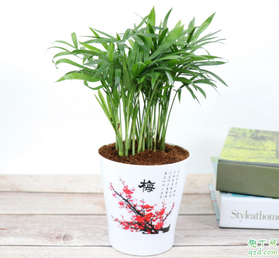 袖珍椰子好养不 养袖珍椰子需注意什么