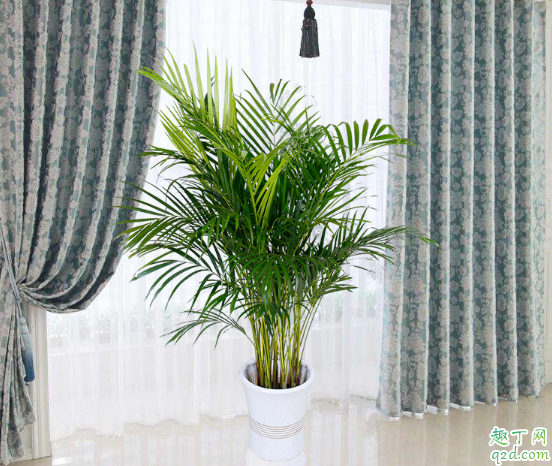 袖珍椰子好养不 养袖珍椰子需注意什么