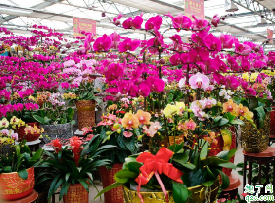 刚买的花换盆土很湿还用浇水吗 花市买花为什么养不活