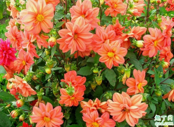 刚买的花换盆土很湿还用浇水吗 花市买花为什么养不活