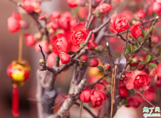 刚买的花换盆土很湿还用浇水吗 花市买花为什么养不活