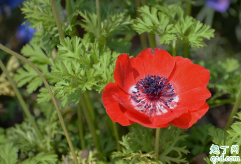 银莲花黄叶的原因是什么原因 银莲花黄叶怎么补救