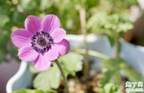 银莲花黄叶的原因是什么原因 银莲花黄叶怎么补救