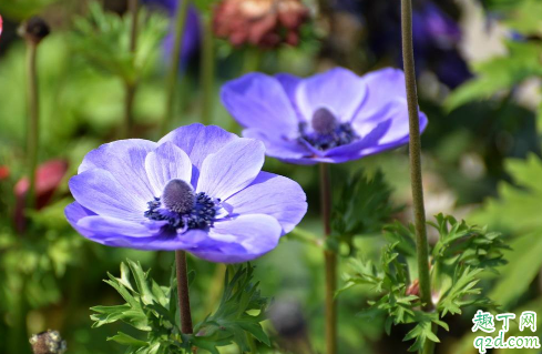 银莲花黄叶的原因是什么原因 银莲花黄叶怎么补救