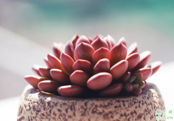 秋天多肉能不能淋雨 秋天多肉淋雨会死吗