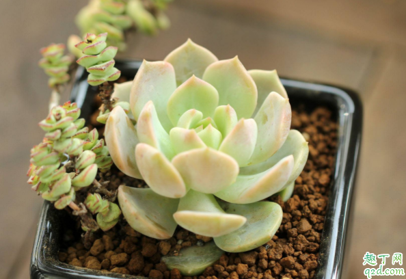 秋天多肉能不能淋雨 秋天多肉淋雨会死吗