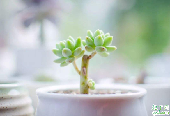 秋天多肉能不能淋雨 秋天多肉淋雨会死吗