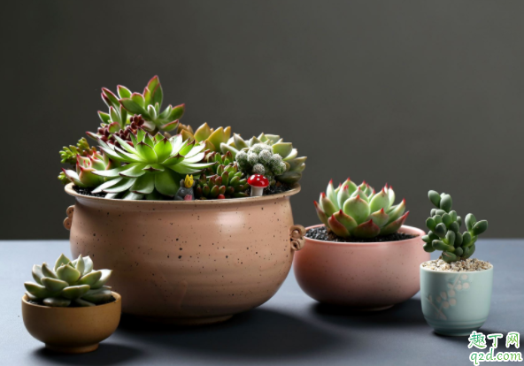 秋天多肉能不能淋雨 秋天多肉淋雨会死吗