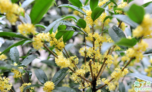 四季桂黄叶的原因是什么 四季桂黄叶怎么补救