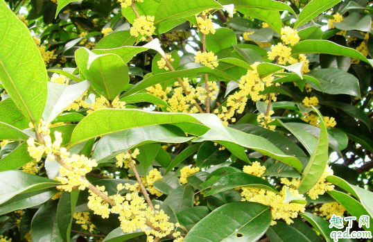 四季桂黄叶的原因是什么 四季桂黄叶怎么补救