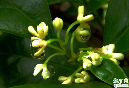 四季桂黄叶的原因是什么 四季桂黄叶怎么补救