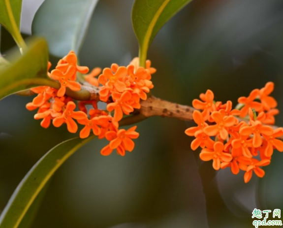 桂花在室内怎么养 桂花抗冻多少度