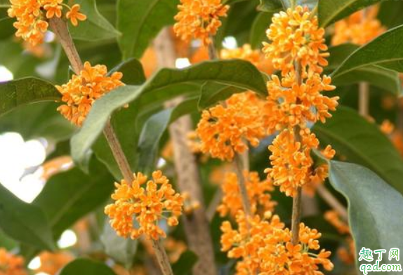 桂花在室内怎么养 桂花抗冻多少度