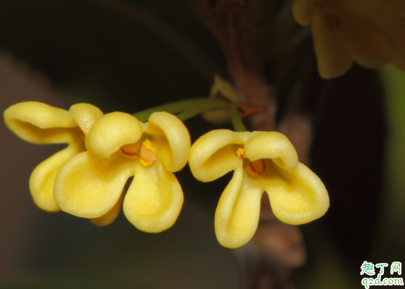 桂花在室内怎么养 桂花抗冻多少度
