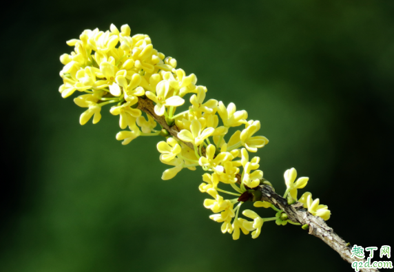 桂花在室内怎么养 桂花抗冻多少度