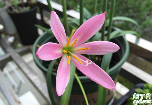 风雨兰好养活吗风雨兰怎样养才能够爆盆