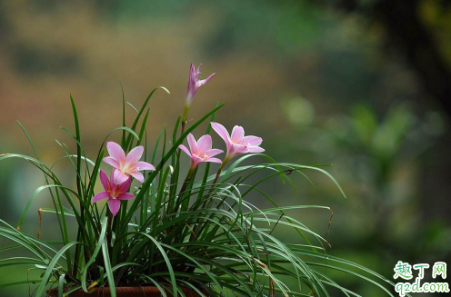 风雨兰好养活吗风雨兰怎样养才能够爆盆