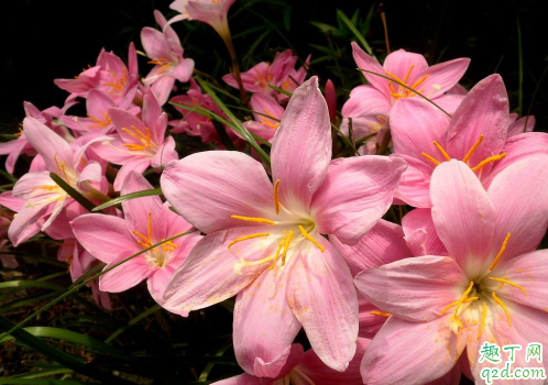 风雨兰好养活吗风雨兰怎样养才能够爆盆