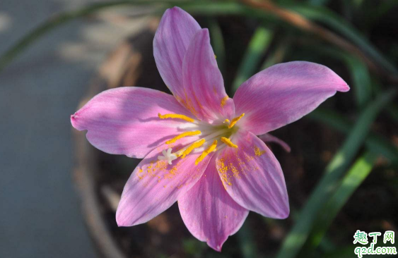 风雨兰一年四季开花么? 风雨兰怎样养花开不断