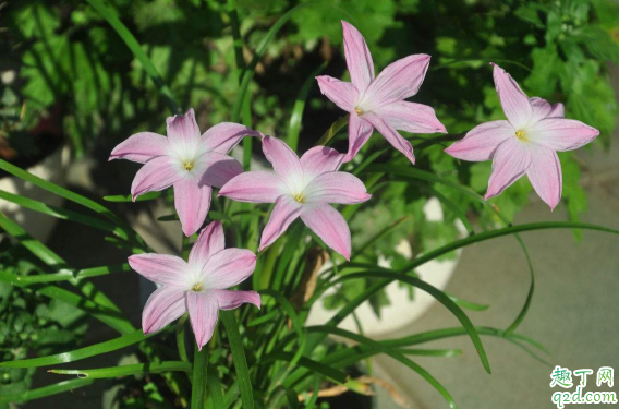 风雨兰一年四季开花么? 风雨兰怎样养花开不断
