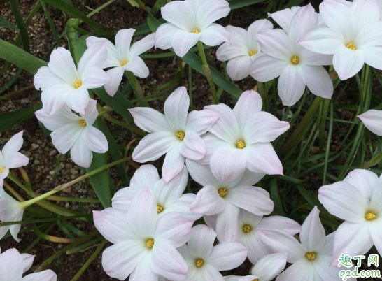 风雨兰一年四季开花么? 风雨兰怎样养花开不断