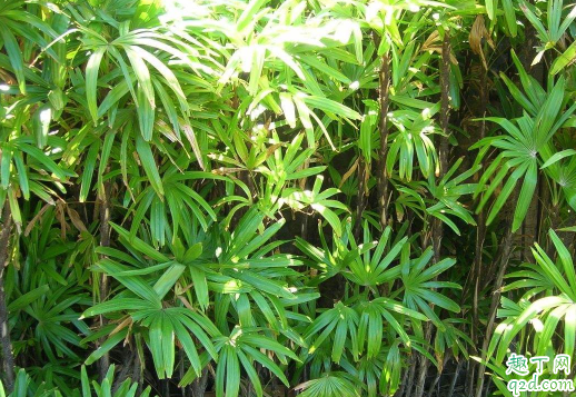 棕竹容易养吗 养棕竹哪些事项是要注意的