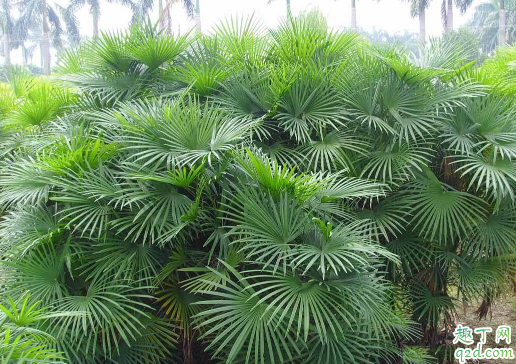 棕竹容易养吗 养棕竹哪些事项是要注意的