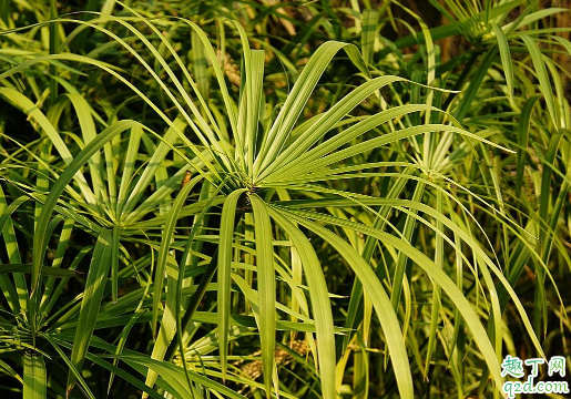 棕竹容易养吗 养棕竹哪些事项是要注意的