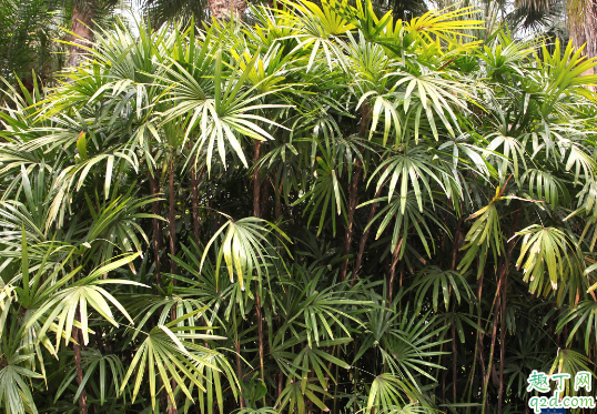 棕竹为啥老是黄叶 棕竹总爱黄叶怎么补救