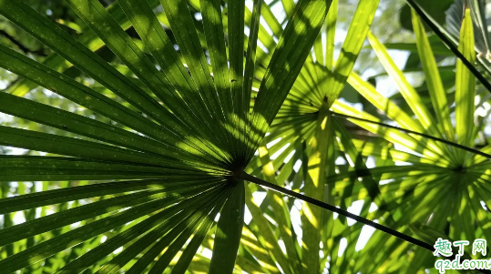 棕竹为啥老是黄叶 棕竹总爱黄叶怎么补救