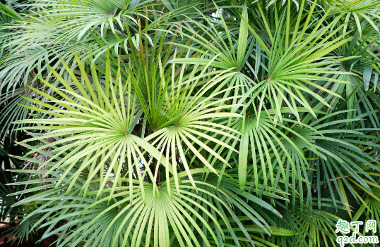 棕竹为啥老是黄叶 棕竹总爱黄叶怎么补救