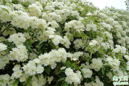 山木香好养活不 养植山木香需注意哪些事项